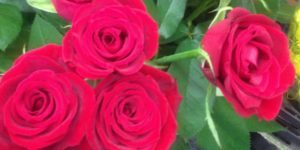 Roses for sale | Come walk with Sharon at SharonsWalkabout.com