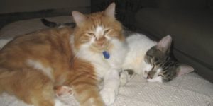 TJ and Kellogg - best buddies at SharonsWalkabout.com