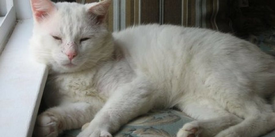 Oscar sleeping - Read more about Sharon's cat family at SharonsWalkabout.com