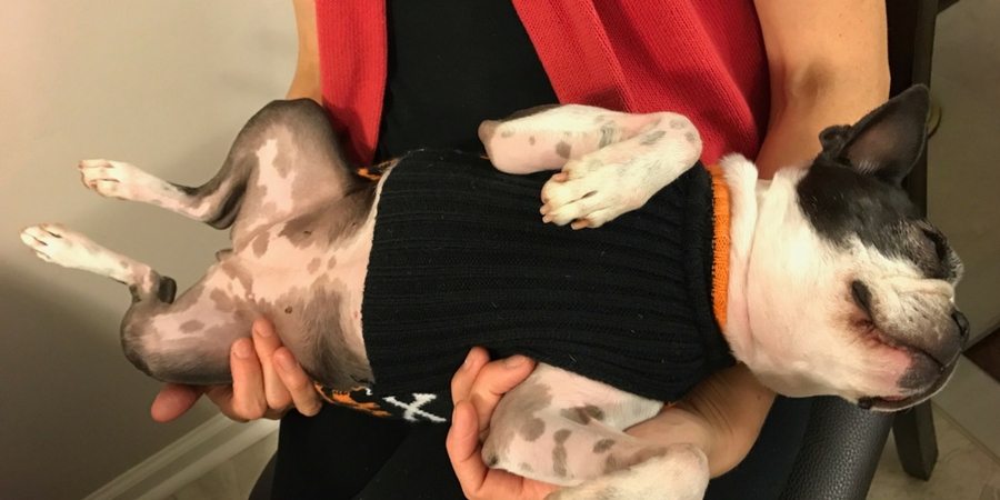 Olivia, a Boston Terrier, takes a nap in a lap with Sharon at sharonswalkabout.com